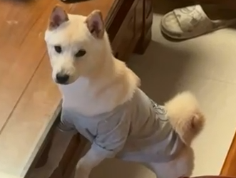 Partajarea cazului Vetmedix丨Laserul de mare putere accelerează vindecarea postoperatorie a fracturilor radiale-ulnare canine