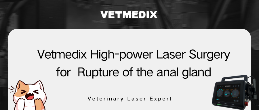 VETMEDIX Case Sharing丨Chirurgie cu laser de mare putere pentru ruperea glandei anale