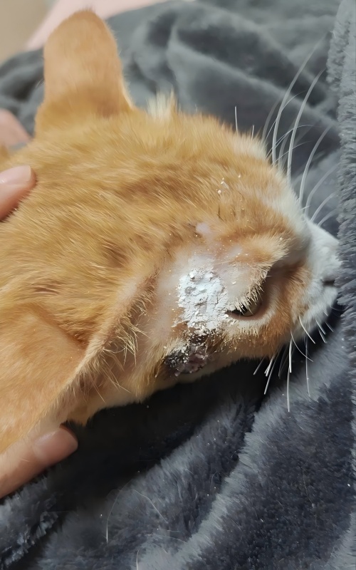 Vetmedix Case Sharing丨Caz de aplicare a terapiei cu laser cu energie înaltă în tratarea ulcerațiilor cutanate