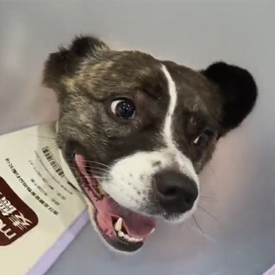 Raport de caz Vetmedix丨Utilizarea terapiei veterinare cu laser în tratarea nevritei acute la un pacient canin