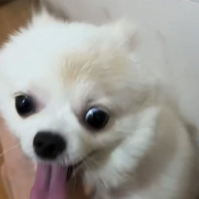 Vetmedix Case Sharing丨Cas de aplicare a laserului cu energie înaltă în tratarea viermii canine