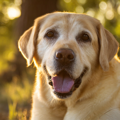 VetMedix Case Sharing丨Caz de aplicare a terapiei cu laser cu energie înaltă în tratamentul tumorilor perianale nevindecatoare postoperatorii